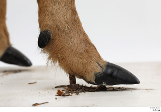 European roe deer foot hoof 0001.jpg